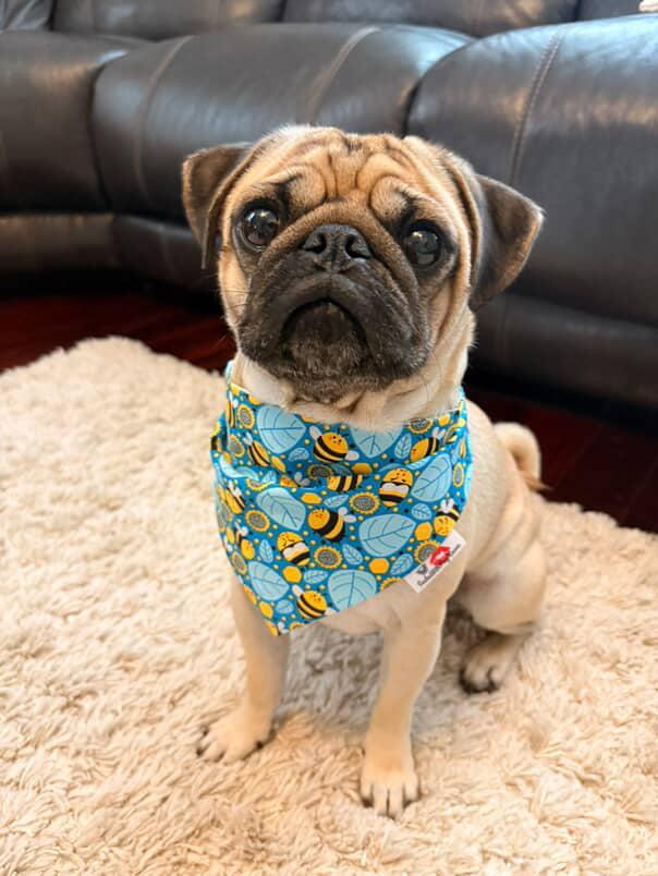 BEE Happy dog bandana