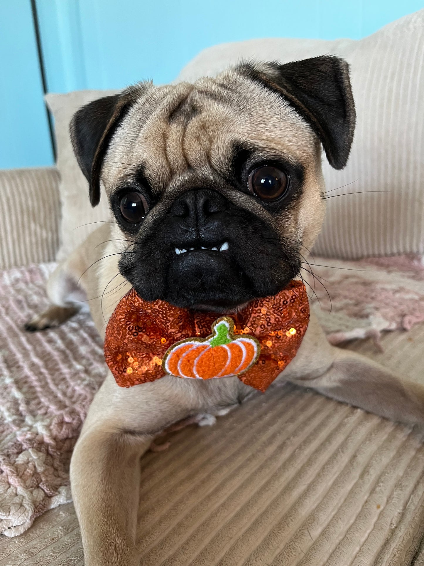 Pumpkin Patch bow tie